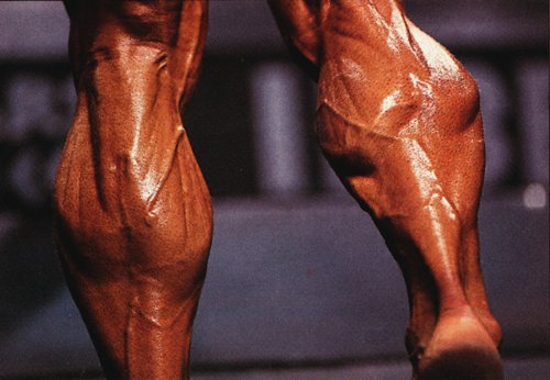 calf14.jpg