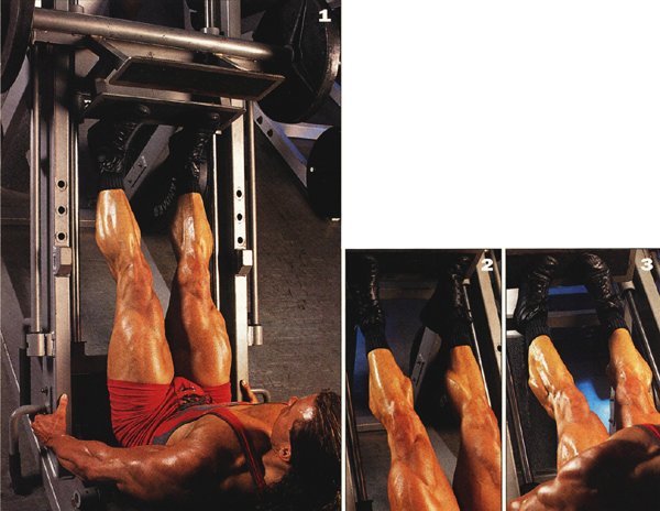 calf41.jpg